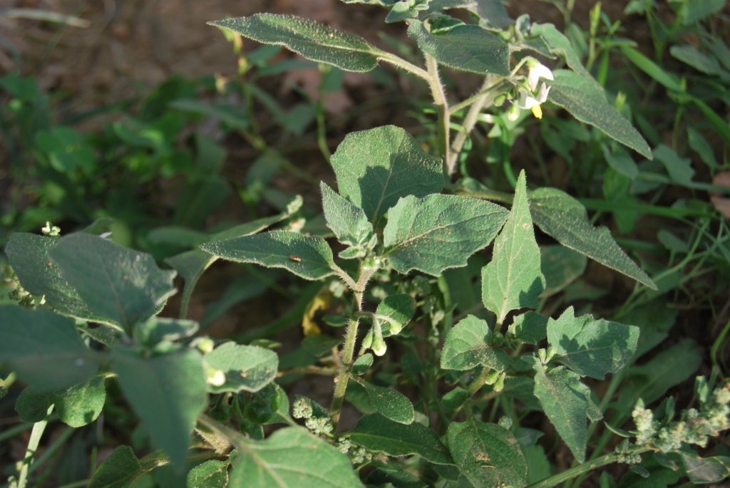 Solanum sp.